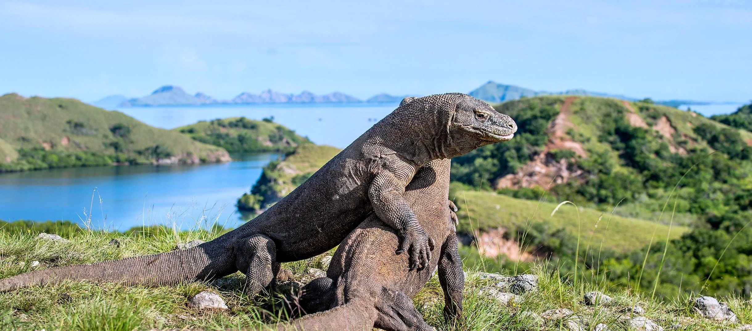 Panduan Liburan ke Labuan Bajo dan Pulau Komodo